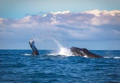 two humpbacks are jumping out of the water