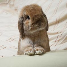 a small rabbit sitting on top of a bed