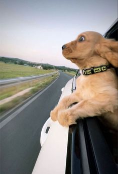 a brown dog sitting on the side of a car with its paws out the window