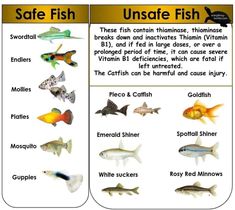 the different types of fish are shown in this poster