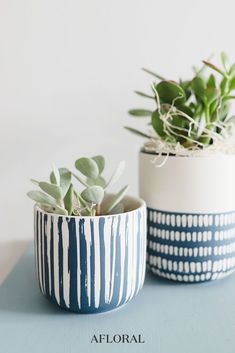 two ceramic planters with succulents in them on a blue table top