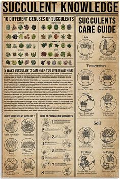 an old poster with the words succulentt knowled to different types of succulents