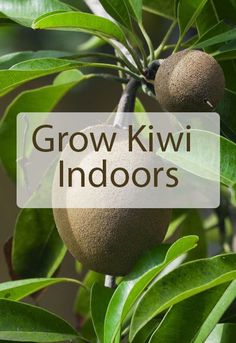 some kiwi fruit hanging from a tree with the words, grow kiwi indoors