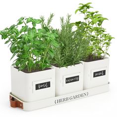 three white planters with herbs in them