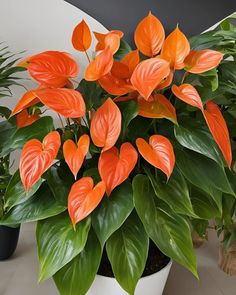 there is a potted plant with bright orange flowers in the center and green leaves around it