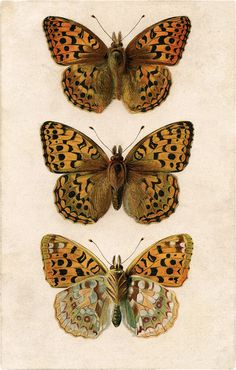 three butterflies with different colors and patterns on their wings are shown in this antique print