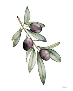 an olive branch with green leaves and purple fruits on it, painted in watercolor