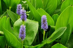 purple flowers are growing in the middle of green leaves