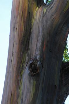 the trunk of a large tree with multicolored bark