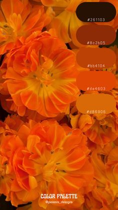 an orange flower with the color palettes in each section and their corresponding names on it