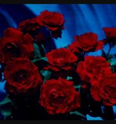 a bunch of red roses sitting in a vase