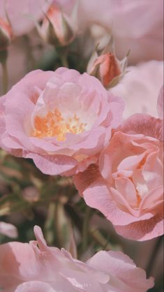 pink flowers are blooming in the middle of an image with soft focus on them