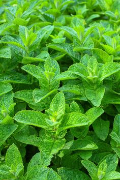 green leaves are growing in the ground