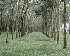 an area with many trees and grass on the ground