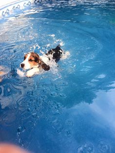 a dog swimming in a pool with his head above the water