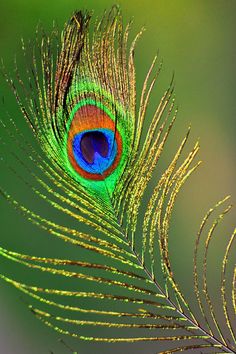 a peacock's tail is shown with green and blue feathers in the foreground