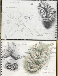 two drawings of pine cones on top of each other, one is drawn in pencil