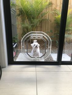 a small white dog sitting in front of a glass door