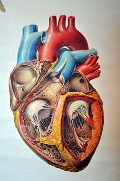 a drawing of the human heart