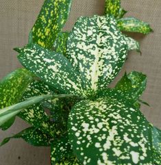 a green and white plant with spots on it