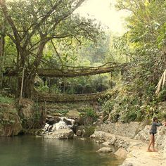 a man standing on the side of a river next to a lush green forest filled with trees