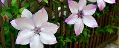 purple and white flowers growing on the side of a fence