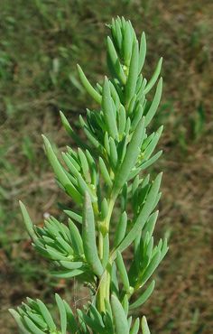 a close up of a small green plant