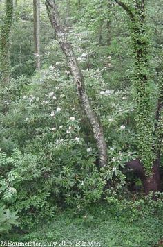 the bear is hiding in the thicket of the trees and bushes that surround it