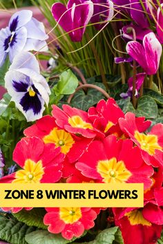 colorful flowers with the text zone 8 winter flowers