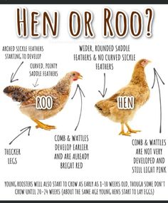 an image of hens and roosters labeled in different languages, with the words hen or roo written below