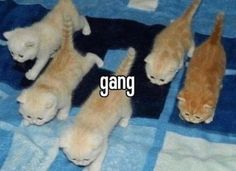 four kittens are playing with each other on the bed and one is saying gang