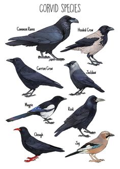 the different types of crows are shown in this illustration, and each bird has its own name