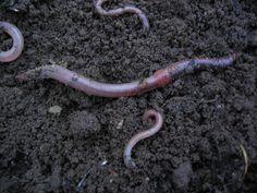 a worm crawling on the ground in dirt