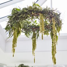 a green plant hanging from the ceiling in a room