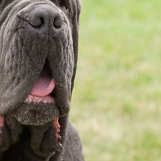 a large black dog with its tongue hanging out