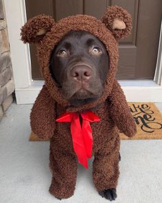 a dog dressed in a bear costume sitting on the front door steps looking up at the camera