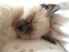 a white cat sleeping on top of a bed covered in blankets and pillows with its eyes closed