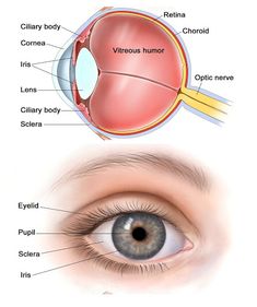 the structure of the human eye and its major structures, including the iris lens with labels on each side