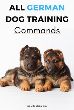 two german shepherd puppies sitting next to each other with the title all german dog training commands