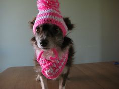 a small dog wearing a pink hat and scarf