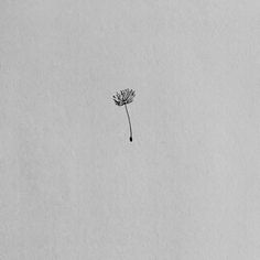 a single dandelion in the middle of a white paper textured wallpaper