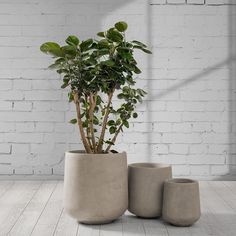 a potted plant sitting on top of a wooden floor next to two vases