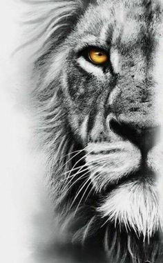 a black and white photo of a lion's face with yellow eyes looking straight ahead