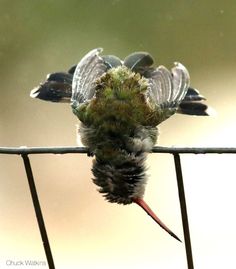 a close up of a small bird on a wire