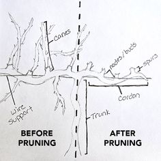 a drawing of a cross with the words before pruning and after pruning