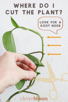 Propogating Plants, Pothos In Water, Household Plants, Plant Care Houseplant, Hanging Plants Indoor, Inside Plants, Indoor Plant Care, Pothos Plant, House Plant Care