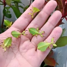 a person's hand holding some green bugs on top of it and plants in the background