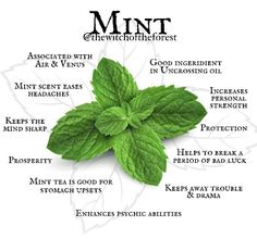 Mint Properties Magic, Magical Herbs Witchcraft, Nature Witch, Plant Magic, Healing Garden, Healing Magic, Magic Spell Book, Green Craft, Magical Herbs