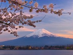 there is a mountain in the background with flowers on it's tree branch and water below