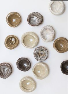 several seashells are arranged on a white surface